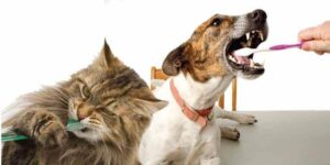 Brush teeth with pet-safe toothpaste