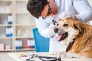 Pets are also the same like humans, pets need routine health checkups to catch early signs of illness.