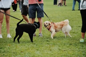 A trained and social pet is easier to handle and feels less stressed in public