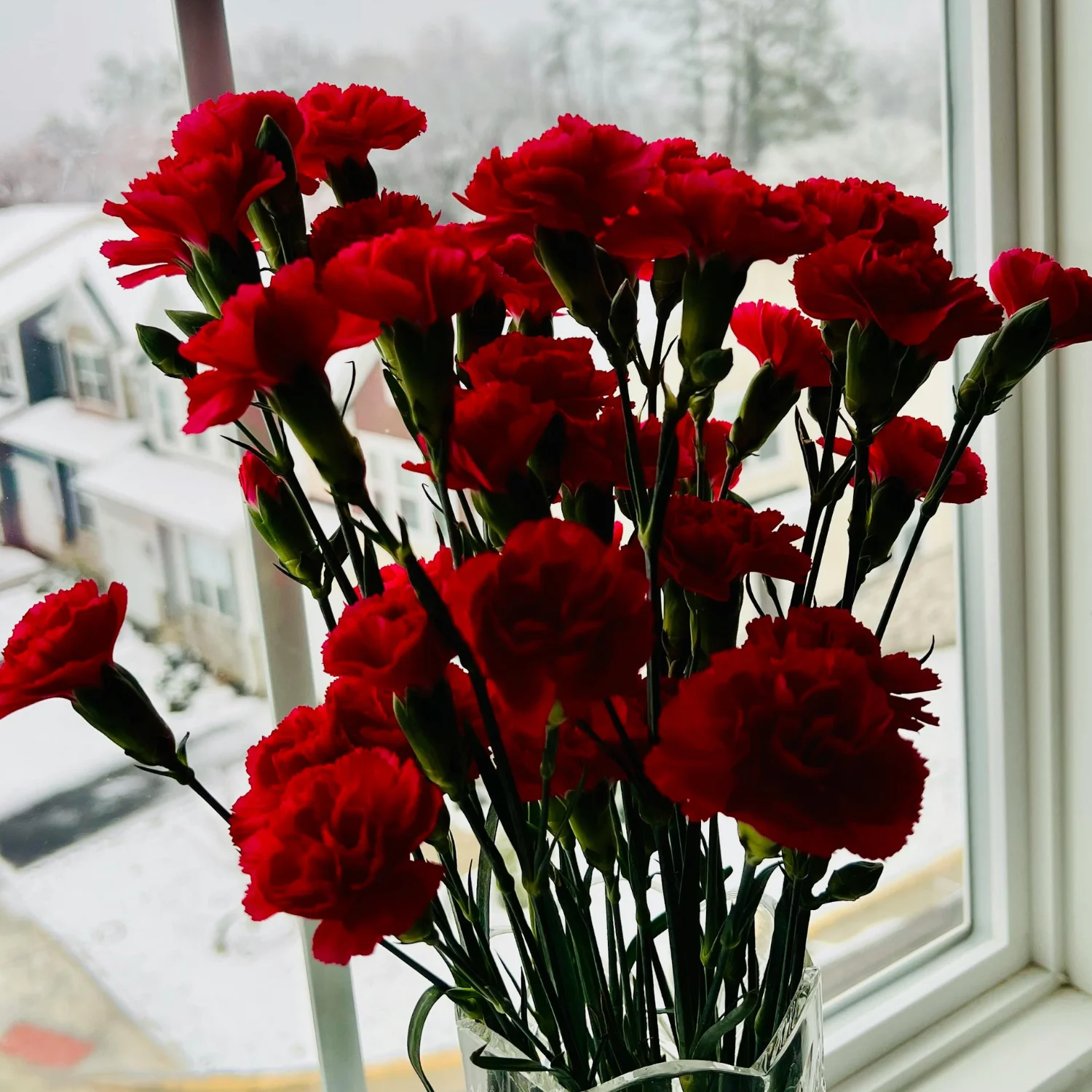 Carnations (Traditional)