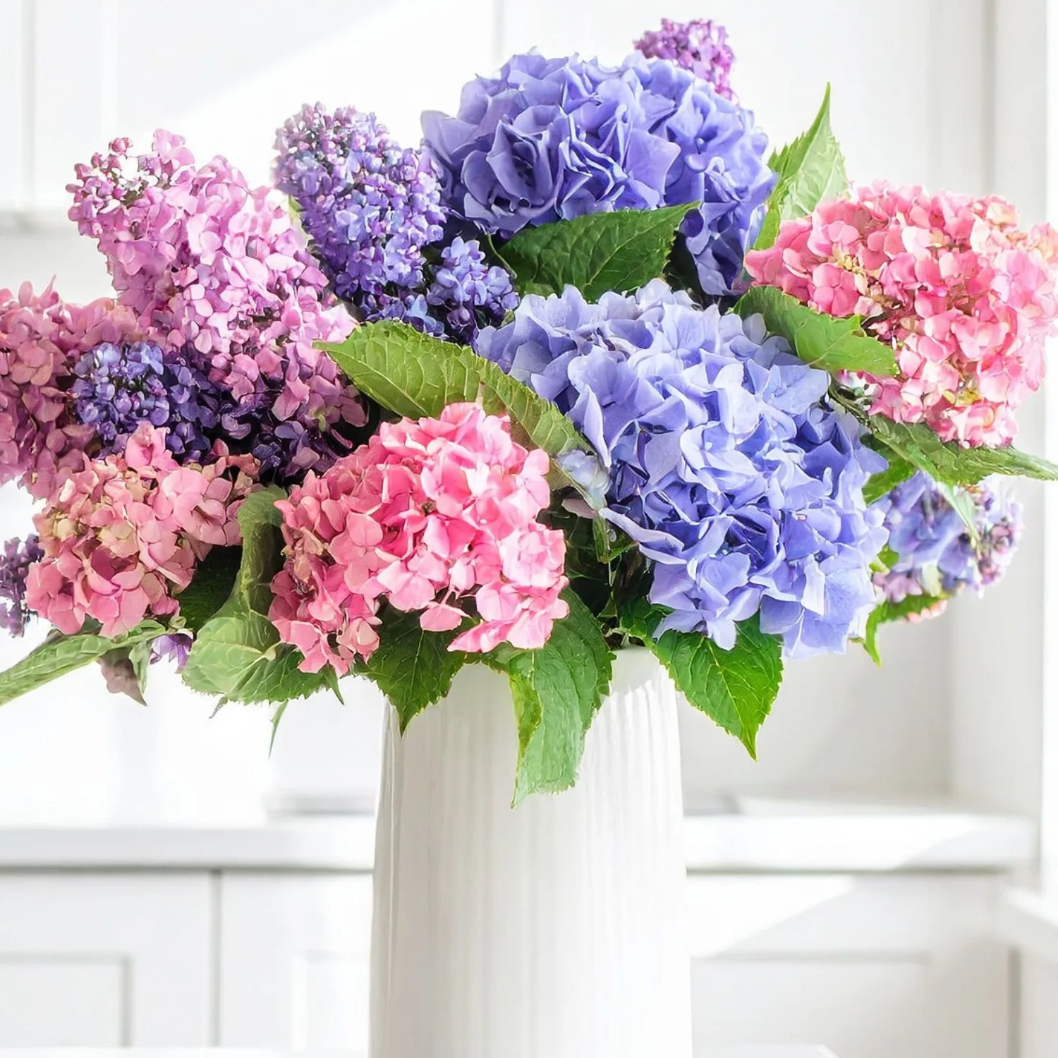 Hydrangeas